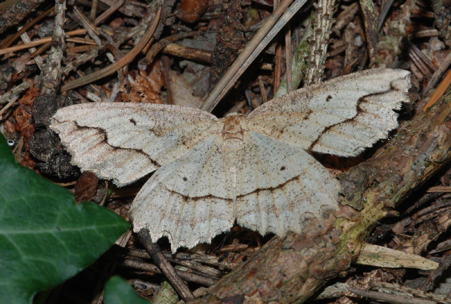 Geometridae da det. : Megalycinia serraria